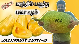 Jackfruitcutting மரத்தில் பழுத்த பலா பழத்தை வெட்டுவது எப்படிjackfruit பலாப்பழம் panruti [upl. by Adehsar]