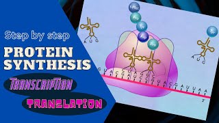 STEP OF PROTEIN SYNTHESIS  Transciption and Translation [upl. by Sakhuja521]