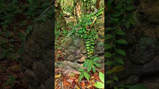 Kbal Spean  The River of a 1000 Lingas in Cambodia [upl. by Kalina]