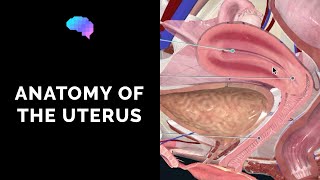 Anatomy of the Uterus  Ovaries  3D Anatomy Tutorial  UKMLA  CPSA [upl. by Janey]