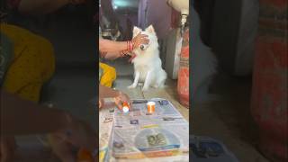 Ek game ho jaye 🤣  Indian spitz dog  Indian spitz dog barking  dog game [upl. by Durning]