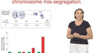 Angelika Amon MIT and HHMI Part 2 Effects of Aneuploidy on Cell Physiology [upl. by Raamaj125]