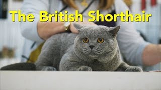 The British Shorthair at a TICA Cat Show [upl. by Studley]