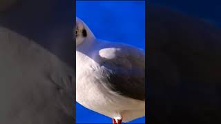 quotGULLS or colloquially seagulls are SEAGULLS Family Laridae in the suborder LARIquot [upl. by Seebeck]