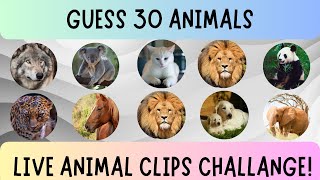 Guess the Animal Challenge video viralvideo guesstheanimal [upl. by Penrod]