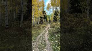 Fall Color Update Babbish Gulch Glenwood Springs Colorado [upl. by Daveen530]