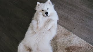 Can a Samoyed Live in an Apartment [upl. by Raskind]