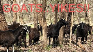 Were finally getting goats [upl. by Guthry]