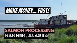 SALMON PROCESSING in ALASKA  SEASONAL WORK at LEADER CREEK FISHERIES in NAKNEK ALASKA [upl. by Nosydam]