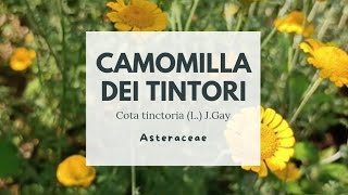 CAMOMILLA DEI TINTORI  Cota tinctoria L JGay  Asteraceae  Oxeye chamomile  Golden marguerite [upl. by Yadnil]