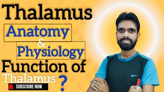 Definition and functions of Thalamus ll Anatomy amp physiology of nervous system in hindi 🔥 [upl. by Eenhat46]