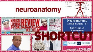 NEUROANATOMY nervous system  Medical lecture review by DrSadaf Alam MD Fellow [upl. by Akina715]