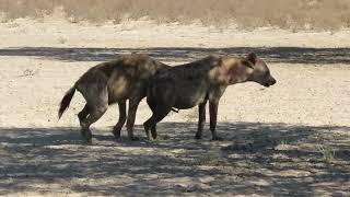 Injured howling Hyaena at Lijersdraai Water Hole [upl. by Jaeger4]