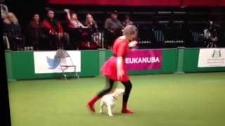 Teasel the dancing beagle in the crufts 2014 final [upl. by Atronna202]