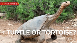 DEMYSTIFIED What’s the Difference Between a Turtle and a Tortoise  Encyclopaedia Britannica [upl. by Gile]