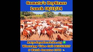 18 Nov 2024 Lunch Meal of Dry Grass for Cows [upl. by Saqaw555]