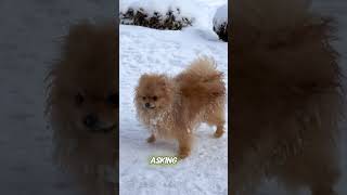 This Is What Makes Dogs Such Loyal Companions dog subscribe doglover shorts [upl. by Freeland]