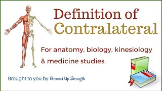 Contralateral Definition Anatomy Kinesiology Medicine [upl. by Georgiana]