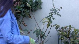 How to Prune Your Roses in 4 Easy Steps [upl. by Aerdnac740]