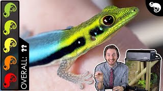 Neon Day Gecko The Best Pet Lizard [upl. by Ahsinrat]