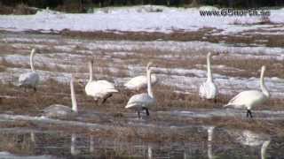 Migrating birds in Luleå Arctic Sweden spring [upl. by Ebsen]