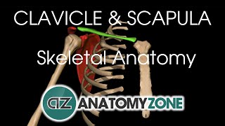 Clavicle and Scapula  Shoulder Girdle  Anatomy Tutorial [upl. by Kilbride]