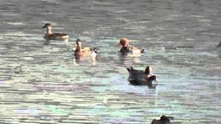 Eurasian wigeon and Red crested pochard in one frame HD Video [upl. by Neleb]