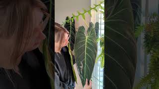 Massive philodendron melanochrysum cutting houseplant [upl. by Nayt]