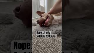 Dad Your wife is bothering me again dog doglovers dogshorts dogs [upl. by Atreb]