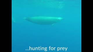 First underwater footage of rare beaked whale [upl. by Nalra222]