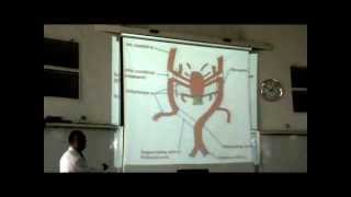 Embryology  Dr Sherif Fahmy CVS part 3 [upl. by Hilten]