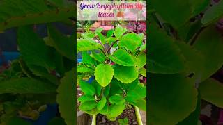 Grow Bryophyllum Plant From Leaf shortseasy way bryophyllumpropagationshortsfeednewshorts [upl. by Ahsinav]