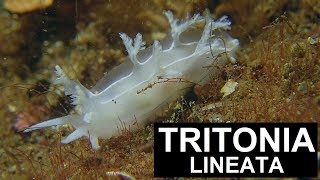 TRITONIA LINEATA Alder amp Hancock 1848  Nudibranch Sea Slugs [upl. by Tenay]