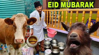 Qurban Gupan cxoor  Eid Special  Kashmiri Drama [upl. by Livvi]