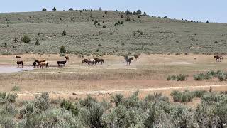 Wild horses Steens Mountain Loop Road July 2023 [upl. by Alten]