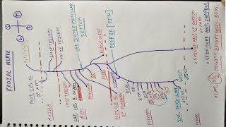 How to draw Radial Nerve  Part 1  Triceps brachii Extensor Compartment of Forearm  Chart  TCML [upl. by Arteid]