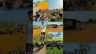 Apni Bhains Lekar Gaye Kisi Aur Jagah minivlog minivlogs hindivlog [upl. by Draneb242]