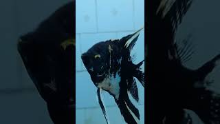 Angelfish aquarium of Alipore Zoological Garden [upl. by Eednas]