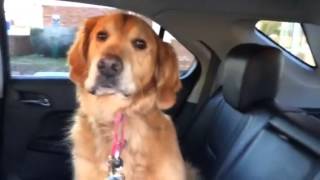 Smart Golden Retriever knows he is at the Vet [upl. by Sears753]