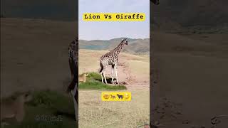 Lion Vs Giraffe  Who Wins  Lion Attacks animals lionvsgiraffe funny wildlifefight giraffe [upl. by Halsted249]