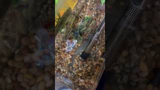 Killifish aquarium fish fishaquarium fishtank aquariumfish [upl. by Layap]