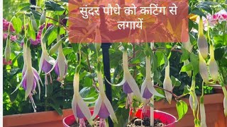 फूलों से भरा रहने वाला पौधा कटिंग से लगाना सबसे आसान How to grow fuchsia plant cutting [upl. by Adanar]