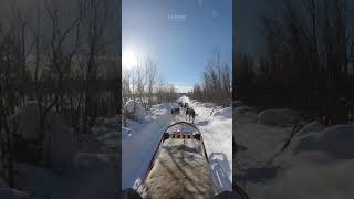 A group of Huskies Pulling the Sled dogs husky snow sledge nature sweden crunch wow HA89391 [upl. by Eelamme986]