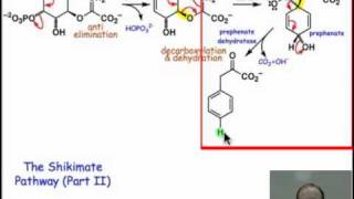 Stepping through the Shikimate Pathway II [upl. by Sherard]