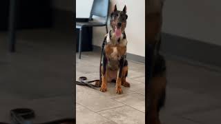 Doberman and Beauceron puppies obedience training [upl. by Renckens]