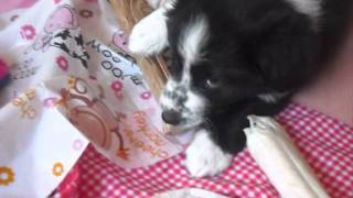 Border Collie Puppies Birth to 8 weeks [upl. by Dorion]