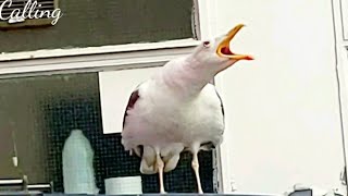 Seagulls Sounds  Seagull Calling  Seagull Voices  Seagull Bird Sound Effects All Sounds [upl. by Adraynek]