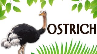 How To Pronounce OSTRICH  शुतुरमुर्ग  Pronunciation In HINDI  BIRD  HD  Lehren Kids [upl. by Rossuck808]