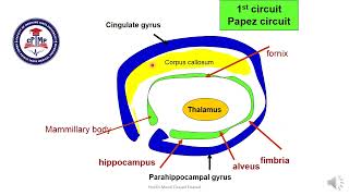 limbic system anatomy Prof Dr Manal Elsawaf [upl. by Arataj964]