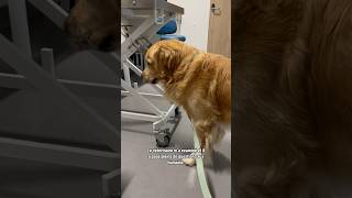 VÉTÉRINAIRES EN URGENCE…😭 On a eu trop peur…  chien dog pets goldenretriever puppy [upl. by Lobiv]